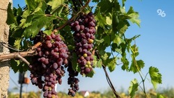 Эксперт: Почвы на Ставрополье пригодны для развития виноделия и виноградарства